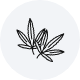 Growing hemp for industrial or medical purpose Icon