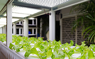 LED Light for Plant Growth – Toplight Thumbnail