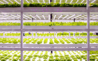 LED Light for Plant Growth – Interlight Thumbnail